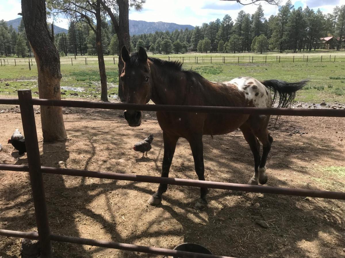 Grand Canyon Cottage At Historic Wrigley Ranch With Horseback Riding & Shooting Parks Eksteriør bilde