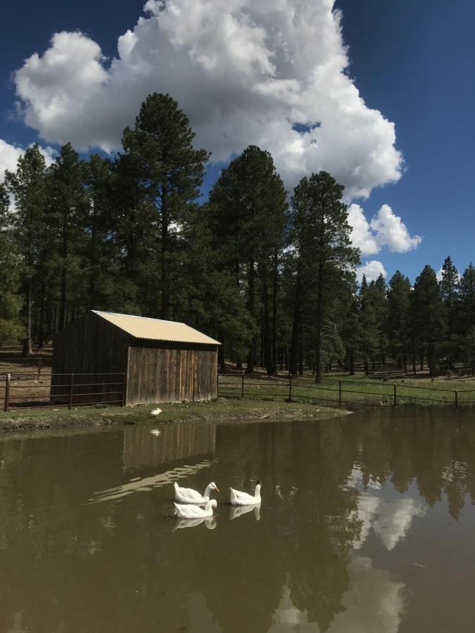 Grand Canyon Cottage At Historic Wrigley Ranch With Horseback Riding & Shooting Parks Eksteriør bilde